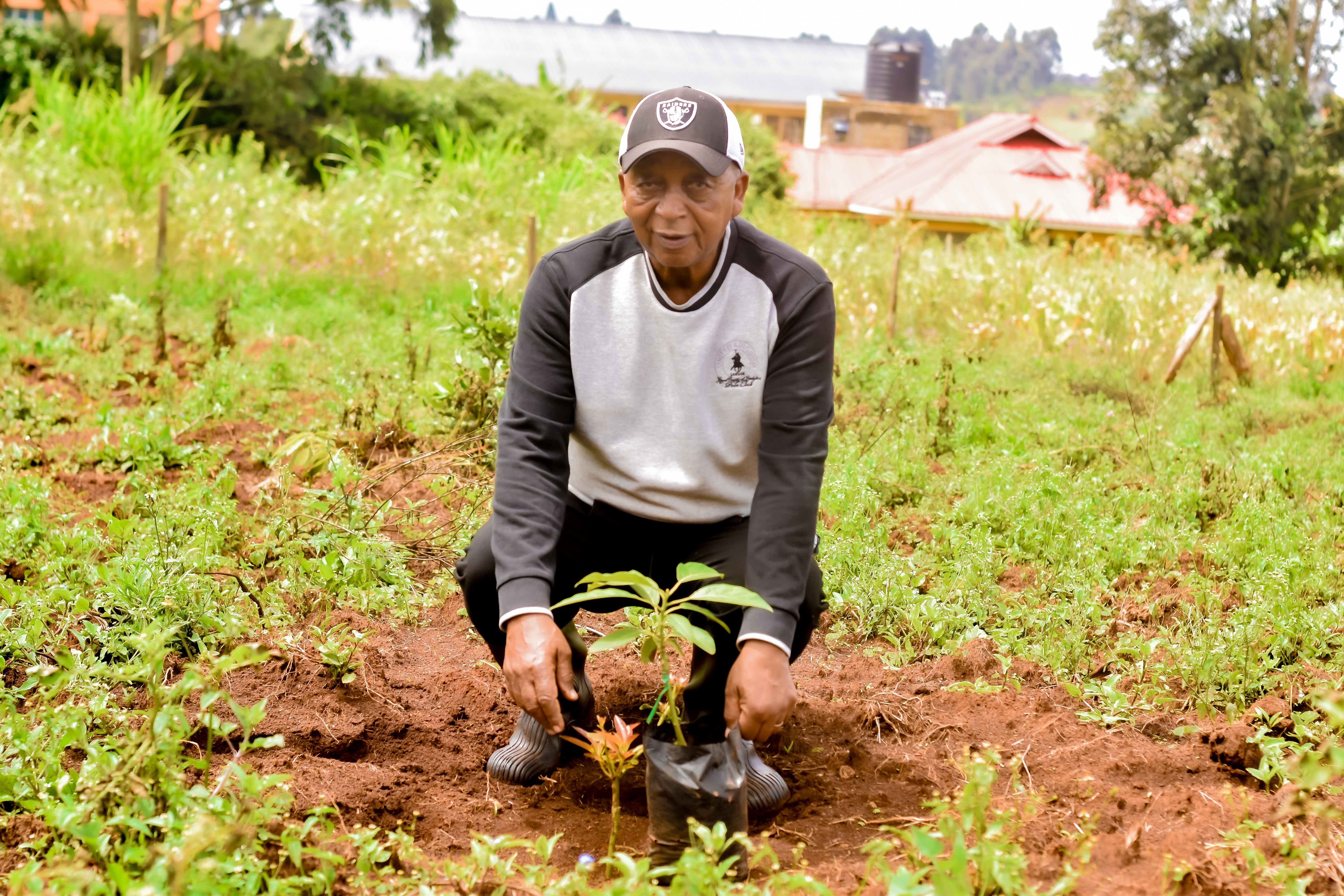 Expert Avocado Planting in the Field